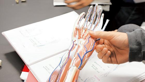 人体の構造・機能を学ぶ「体表解剖」